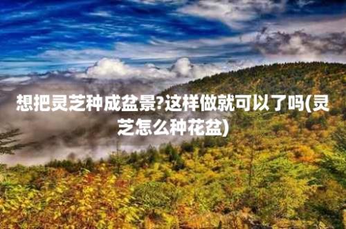 想把灵芝种成盆景?这样做就可以了吗(灵芝怎么种花盆)