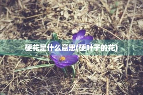 硬花是什么意思(硬叶子的花)