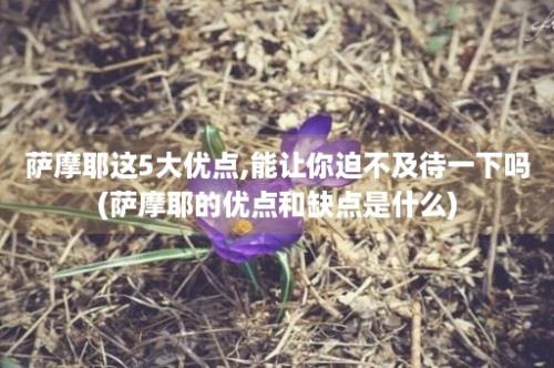 萨摩耶这5大优点,能让你迫不及待一下吗(萨摩耶的优点和缺点是什么)