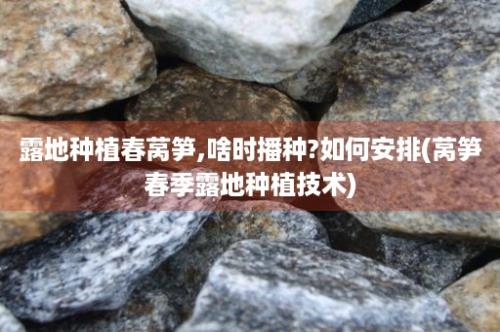 露地种植春莴笋,啥时播种?如何安排(莴笋春季露地种植技术)