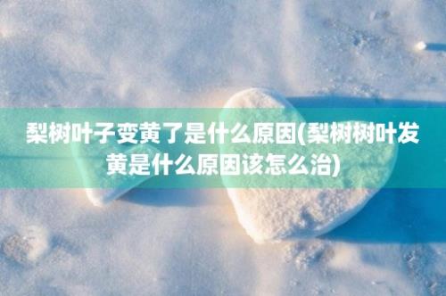 梨树叶子变黄了是什么原因(梨树树叶发黄是什么原因该怎么治)