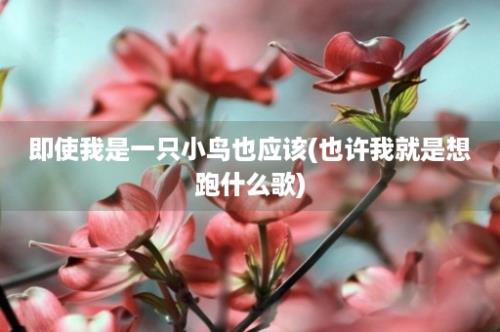 即使我是一只小鸟也应该(也许我就是想跑什么歌)