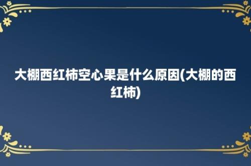 大棚西红柿空心果是什么原因(大棚的西红柿)