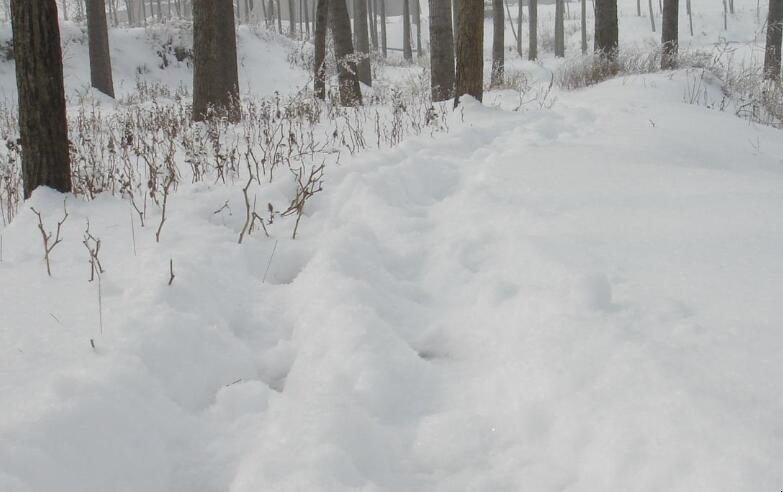 寂寞如雪