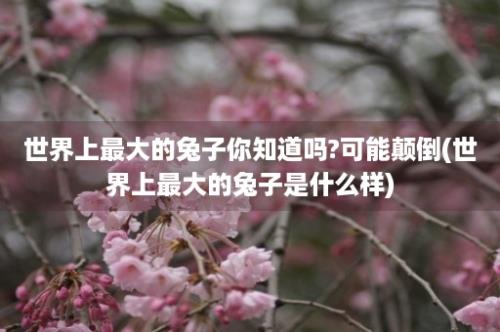 世界上最大的兔子你知道吗?可能颠倒(世界上最大的兔子是什么样)