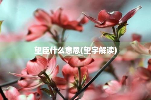 望臣什么意思(望字解读)