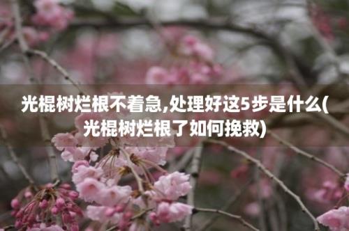 光棍树烂根不着急,处理好这5步是什么(光棍树烂根了如何挽救)