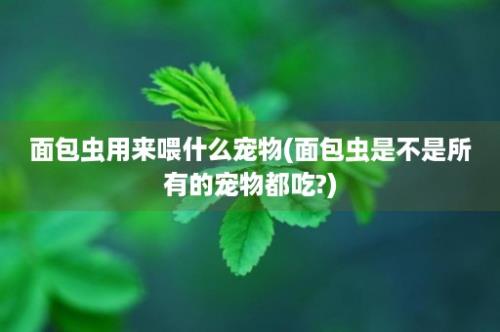 面包虫用来喂什么宠物(面包虫是不是所有的宠物都吃?)