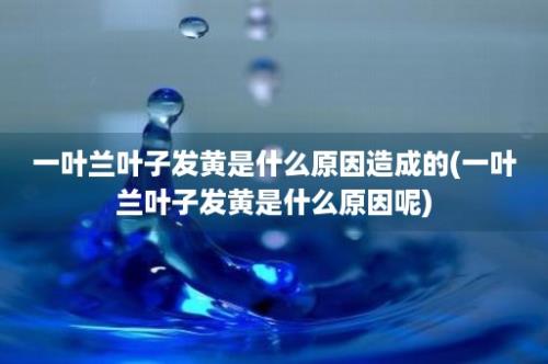 一叶兰叶子发黄是什么原因造成的(一叶兰叶子发黄是什么原因呢)