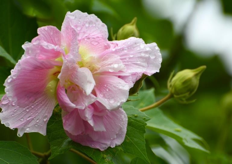 芙蓉花花语是什么