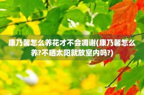 康乃馨怎么养花才不会凋谢(康乃馨怎么养?不晒太阳就放室内吗?)