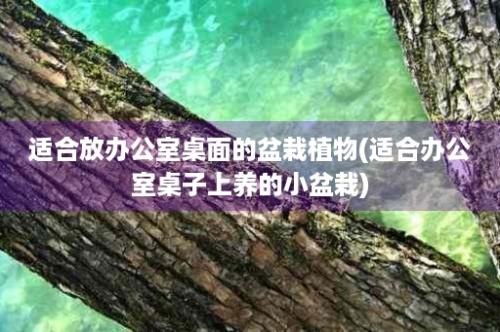 适合放办公室桌面的盆栽植物(适合办公室桌子上养的小盆栽)