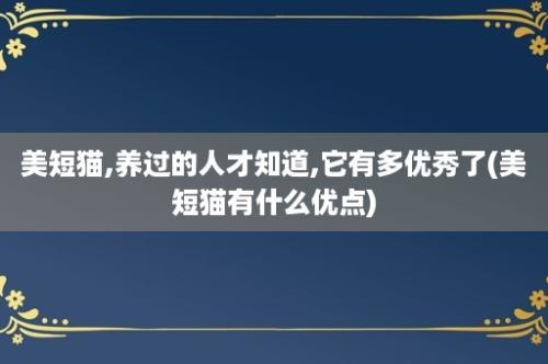 美短猫,养过的人才知道,它有多优秀了(美短猫有什么优点)