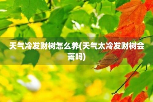 天气冷发财树怎么养(天气太冷发财树会蔫吗)