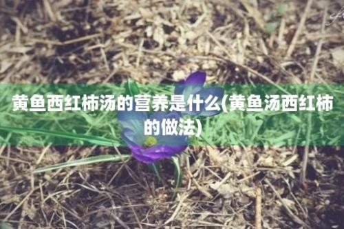 黄鱼西红柿汤的营养是什么(黄鱼汤西红柿的做法)