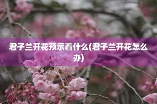 君子兰开花预示着什么(君子兰开花怎么办)