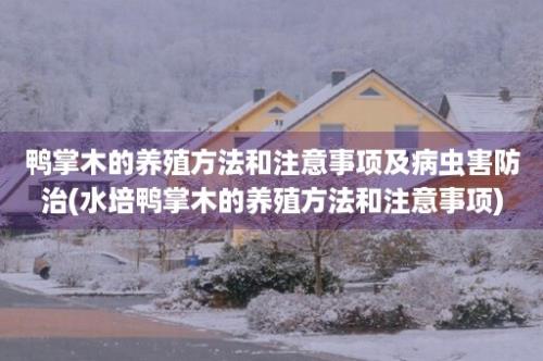 鸭掌木的养殖方法和注意事项及病虫害防治(水培鸭掌木的养殖方法和注意事项)