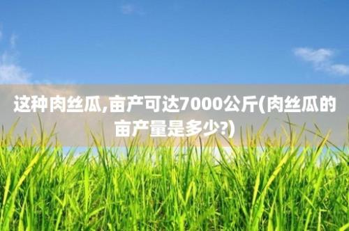 这种肉丝瓜,亩产可达7000公斤(肉丝瓜的亩产量是多少?)