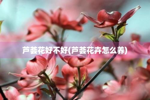 芦荟花好不好(芦荟花卉怎么养)