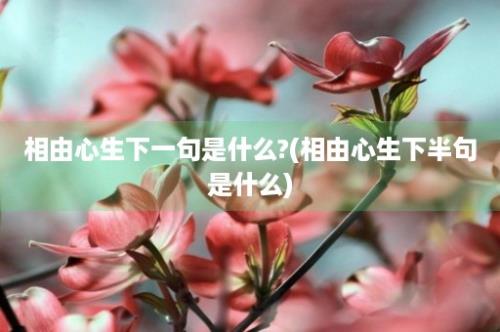 相由心生下一句是什么?(相由心生下半句是什么)