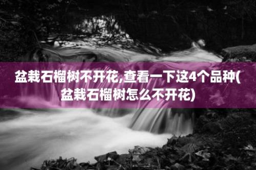 盆栽石榴树不开花,查看一下这4个品种(盆栽石榴树怎么不开花)