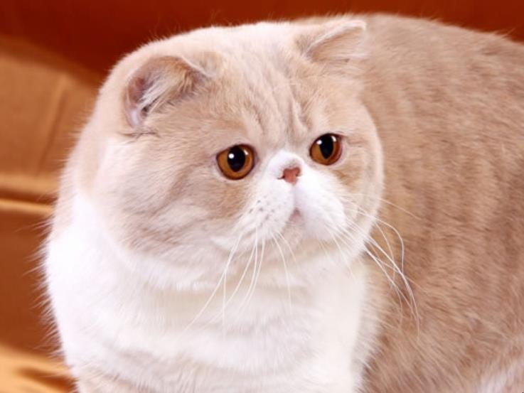 异国短毛猫