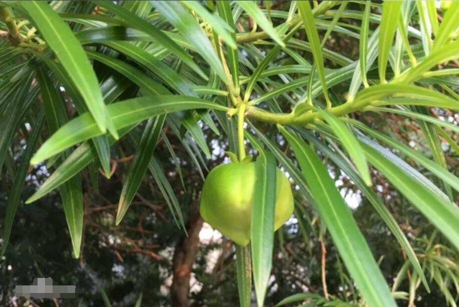 黄花夹竹桃的形态特征是什么