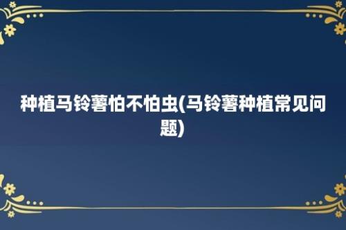 种植马铃薯怕不怕虫(马铃薯种植常见问题)