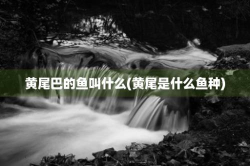 黄尾巴的鱼叫什么(黄尾是什么鱼种)