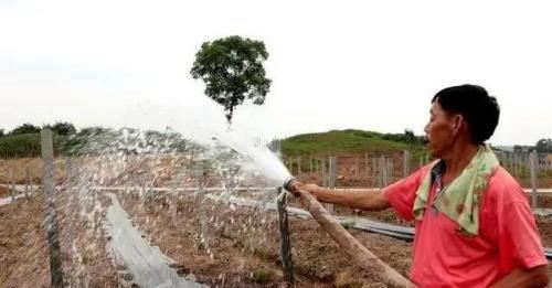 葡萄园浇水：5水不可少，2期不可浇，4种浇水方法任选