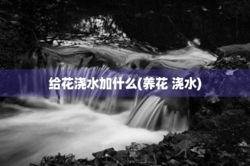 给花浇水加什么(养花 浇水)