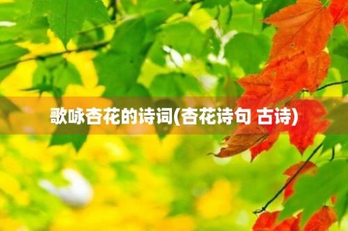 歌咏杏花的诗词(杏花诗句 古诗)