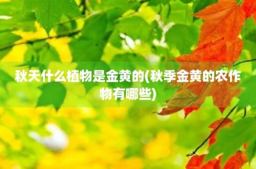 秋天什么植物是金黄的(秋季金黄的农作物有哪些)