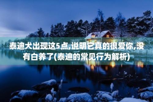 泰迪犬出现这5点,说明它真的很爱你,没有白养了(泰迪的常见行为解析)