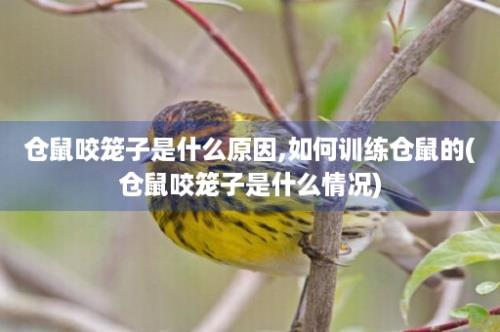 仓鼠咬笼子是什么原因,如何训练仓鼠的(仓鼠咬笼子是什么情况)