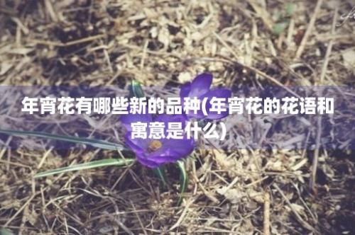 年宵花有哪些新的品种(年宵花的花语和寓意是什么)