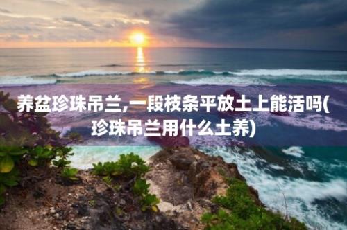 养盆珍珠吊兰,一段枝条平放土上能活吗(珍珠吊兰用什么土养)