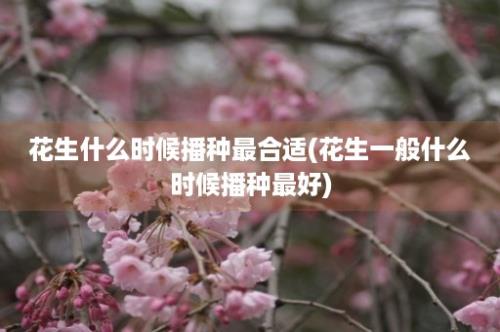 花生什么时候播种最合适(花生一般什么时候播种最好)