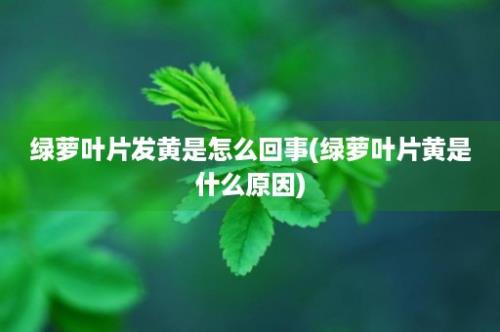 绿萝叶片发黄是怎么回事(绿萝叶片黄是什么原因)