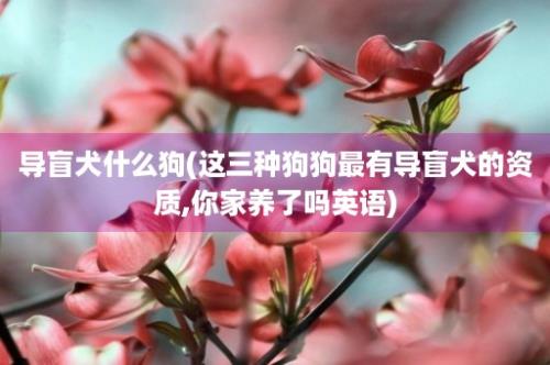 导盲犬什么狗(这三种狗狗最有导盲犬的资质,你家养了吗英语)