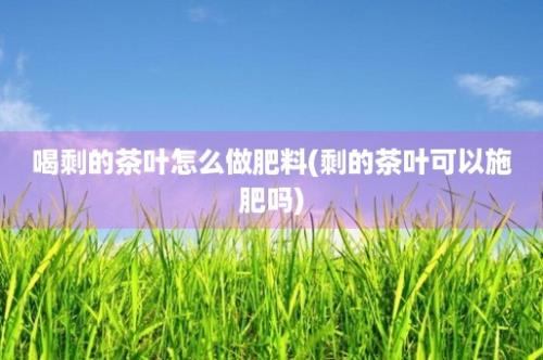 喝剩的茶叶怎么做肥料(剩的茶叶可以施肥吗)