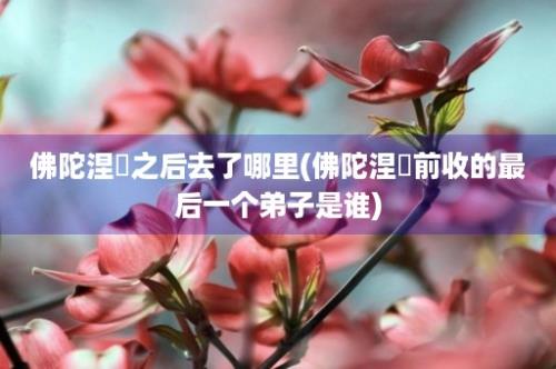 佛陀涅槃之后去了哪里(佛陀涅槃前收的最后一个弟子是谁)