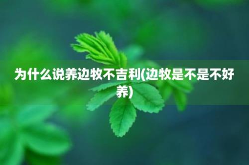 为什么说养边牧不吉利(边牧是不是不好养)