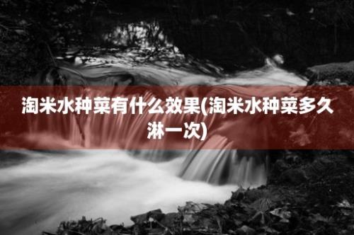 淘米水种菜有什么效果(淘米水种菜多久淋一次)