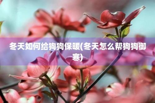 冬天如何给狗狗保暖(冬天怎么帮狗狗御寒)