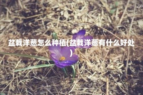 盆栽洋葱怎么种植(盆栽洋葱有什么好处)