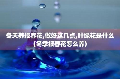 冬天养报春花,做好这几点,叶绿花是什么(冬季报春花怎么养)