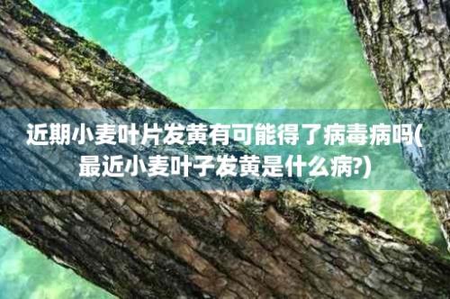 近期小麦叶片发黄有可能得了病毒病吗(最近小麦叶子发黄是什么病?)