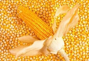 怎样煮玉米比较好吃