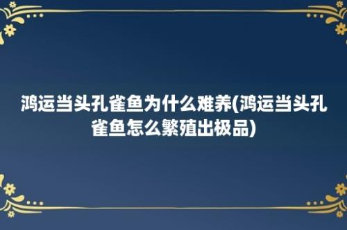 鸿运当头孔雀鱼为什么难养(鸿运当头孔雀鱼怎么繁殖出极品)